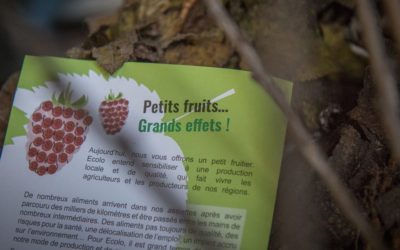 Petits fruits, Grands effets: Près de 1800 arbustes distribués en Wallonie Picarde